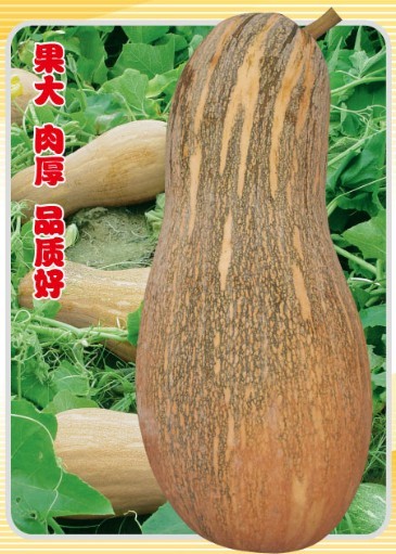 金豐密本