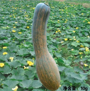惠美長(zhǎng)尾